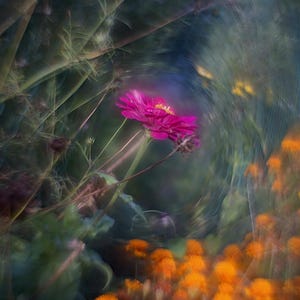 Könnte beinhalten: Ein lebendiges Bild einer Gartenszene mit einer leuchtend rosa Zinnienblüte mit gelbem Zentrum. Die Blüte steht im Fokus, umgeben von verschwommenem grünem Laub und orangefarbenen Ringelblumen, was einen verträumten, künstlerischen Effekt erzeugt. Thema: Natur und Blumen.