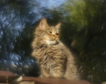 Helios 44 f/2 Petzval Modification RARE ZEBRA Edition Lens Dreamy Swirly Bokeh M42 MOUNT