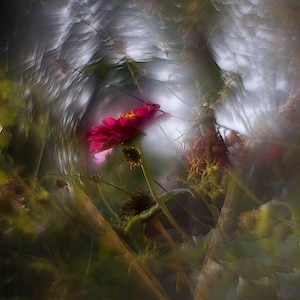 Könnte beinhalten: Nahaufnahme einer leuchtend rosa Blume mit gelbem Zentrum, vor einem verschwommenen Hintergrund aus grünem Laub und hellem, abstraktem Licht. Das Bild hat einen weichen, künstlerischen Fokus, der ein natürliches, botanisches Thema suggeriert.