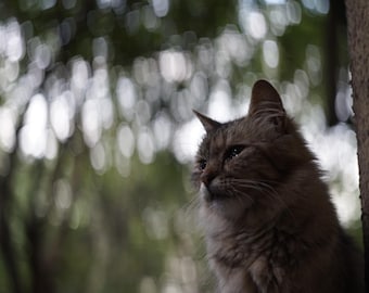 HELIOS-44-2 58mm F/2 Swirly bokeh, Like Anamorphic Lens Bokeh style