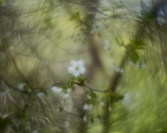 Helios MC 44M-6 f/2 Lens Petzval Modification Dreamy Swirly Bokeh M42 MOUNT