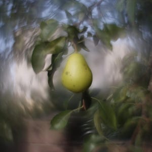 Peut inclure: Une poire jaune-vert unique est suspendue à une branche avec des feuilles vertes. Le fruit présente une peau lisse avec de subtiles taches sombres. Le feuillage environnant et l'arrière-plan sont flous, créant un effet de flou artistique.