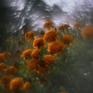 May include: A photograph featuring a cluster of orange marigold flowers, set against a blurred backdrop of green foliage and a cloudy sky. The image has a soft focus, creating an impressionistic effect, with the flowers as the focal point.