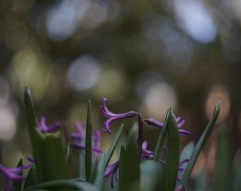 MC HELIOS 44M-6(5)  58mm F/2 for filmmaker Swirly Bokeh Portrait Biotar Designed lens