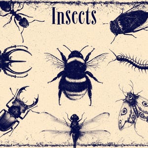 May include: A vintage-style print on a cream background featuring the text Insects at the top. The illustration displays dark blue ink drawings of an ant, a beetle, a bumblebee, a centipede, a stag beetle, a dragonfly, and a moth.