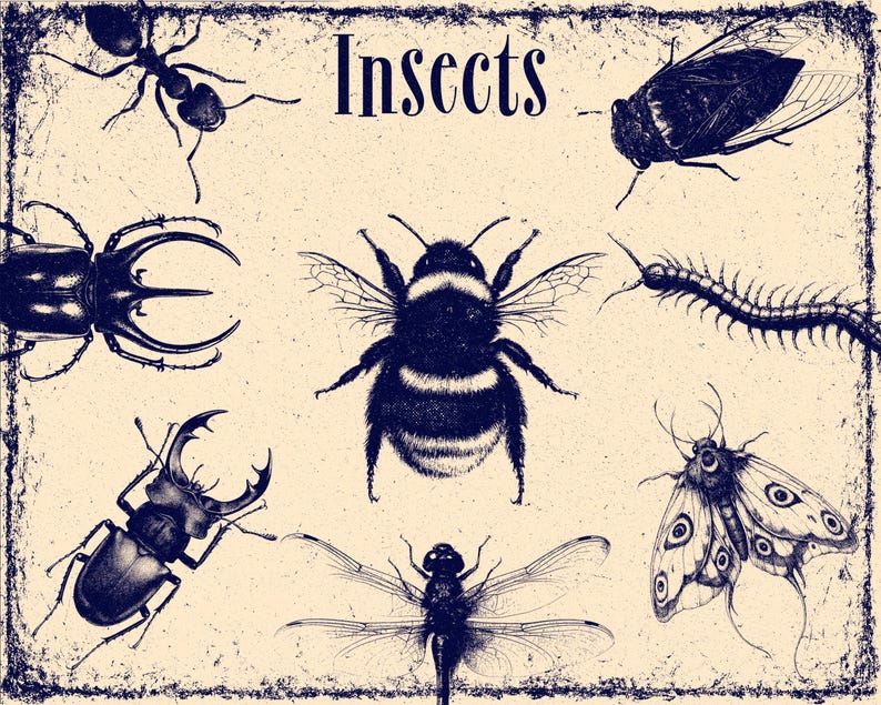 May include: A vintage-style print on a cream background featuring the text Insects at the top. The illustration displays dark blue ink drawings of an ant, a beetle, a bumblebee, a centipede, a stag beetle, a dragonfly, and a moth.