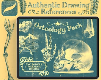 Pacchetto Procreate per l'osteologia: riferimenti per il disegno dell'anatomia ossea (immagini PNG)