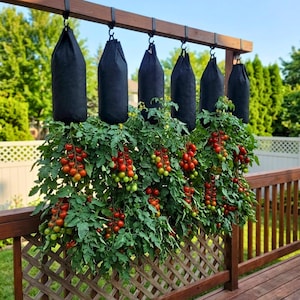 May include: Six black fabric hanging planters suspended from a wooden beam, each containing a tomato plant with green foliage and clusters of ripening red and green cherry tomatoes, displayed against a wooden lattice fence and green trees.