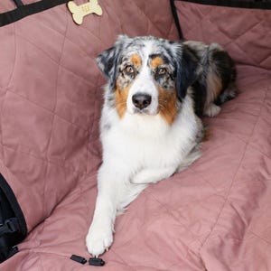 Puede incluir: Un perro pastor australiano multicolor descansa sobre una funda de asiento de coche acolchada de color rosa polvoriento. El perro tiene el pecho blanco, marcas marrones y negras y mira directamente a la cámara. Una etiqueta de madera con forma de hueso está adjunta.