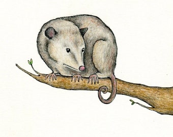 Sweetest Possum original drawing