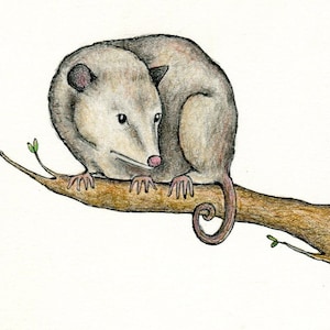 Sweetest Possum Original Zeichnung