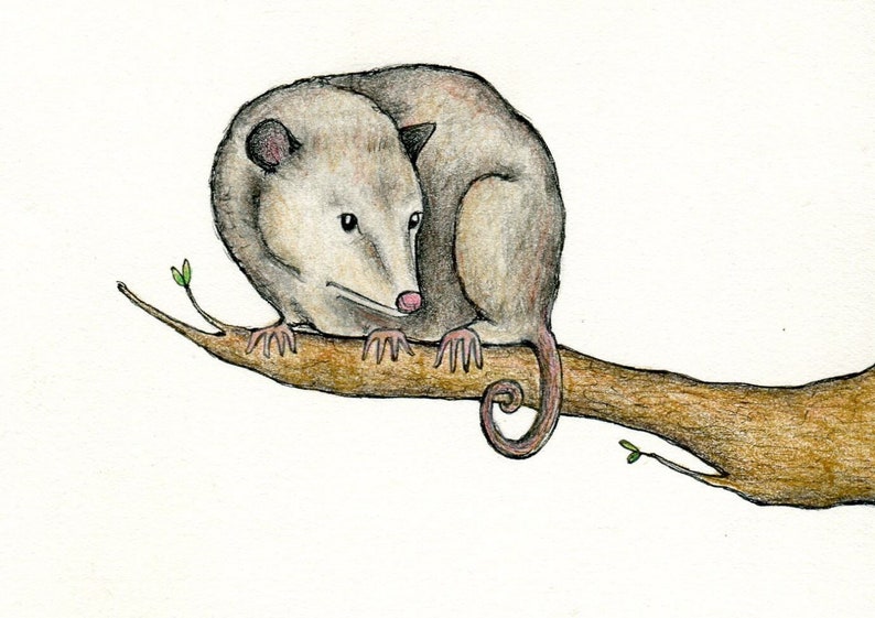 Опоссум рисунок карандашом