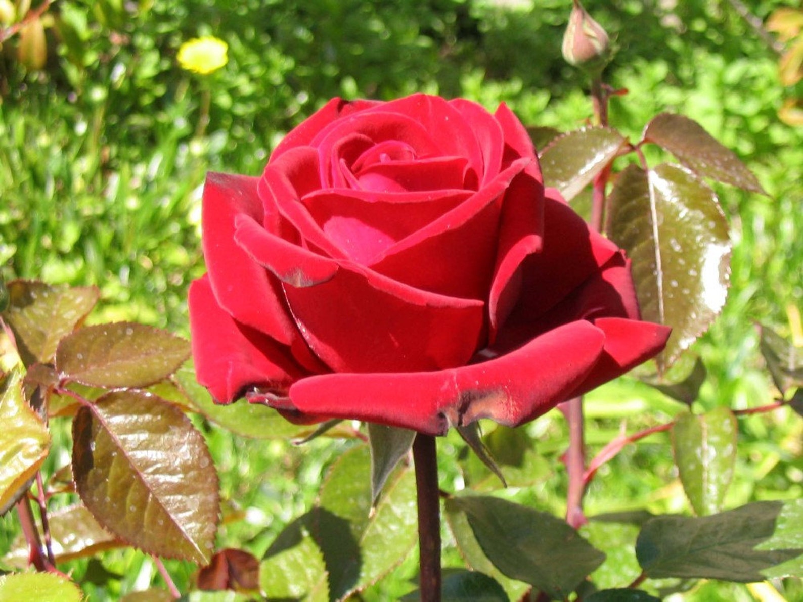 Red Rose Cross Stitch Pattern PDF Instant Download - Etsy