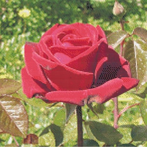 Red Rose cross stitch pattern PDF - Instant Download