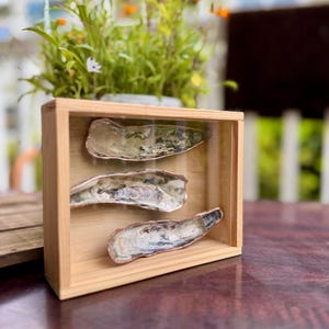 May include: A wooden shadow box displaying three oyster shells. The shells are positioned at different levels within the box, showcasing their natural textures and iridescent interiors. The box is made of light-colored wood.