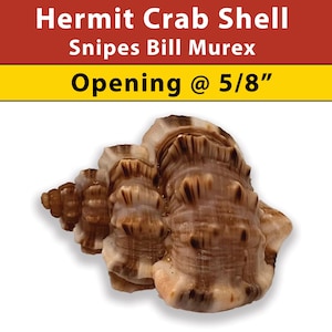 Hermit Crab Shell - Snipes Bill Murex - Opening Size 5/8&quot; - (See our Etsy shop SECTIONS for more sizes)