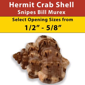 Hermit Crab Shell - Snipes Bill Murex - Opening Sizes 1/2&quot; - 5/8&quot;