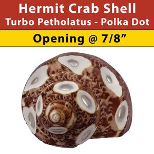 May include: A brown and white hermit crab shell with a polka dot pattern. The shell has a 7/8 inch opening. Turbo Petholatatus - Polka Dot.