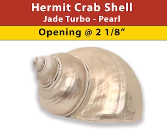 Hermit Crab Shell - Jade Turbo - Pearl - Opening Size 2 1/8" - (See our Etsy shop SECTIONS for more sizes)
