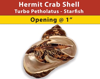 Hermit Crab Shell - Turbo Petholatus - Starfish - Opening Size 1  - (See our Etsy shop SECTIONS for more sizes)