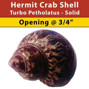 May include: A brown and white patterned hermit crab shell with a 3/4 inch opening. The shell is made of solid Turbo Pethololatus.