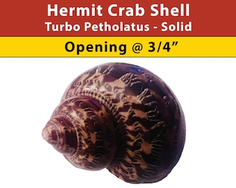 Hermit Crab Shell - Turbo Petholatus - Solid - Opening Size 3/4" - (See our Etsy shop SECTIONS for more sizes)