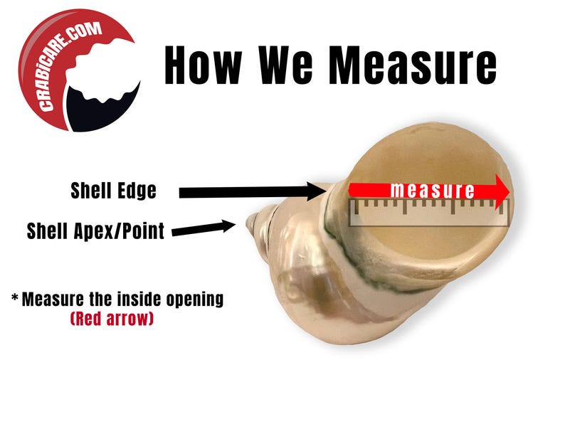 Hermit Crab Shell - Jade Turbo - Pearl - Select Opening Sizes From 1 1/ ...