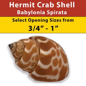 Puede incluir: Una concha de cangrejo ermitaño marrón y blanca con una abertura de 1,9 a 2,5 cm. La concha se llama Babylonia Spirata.
