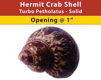 Hermit Crab Shell - Turbo Petholatus - Solid - Opening Size 1" - (See our Etsy shop SECTIONS for more sizes)