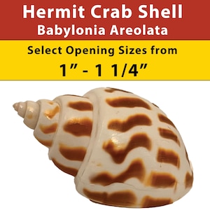 Könnte beinhalten: Eine braun-weiß gestreifte Einsiedlerkrebs-Schale mit einer Öffnung von 2,5 bis 3,2 cm. Die Schale wird Babylonia Areolata genannt.