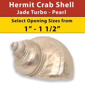 May include: A pearly white hermit crab shell with a jade turbo finish. The shell has a 1 inch to 1 1/2 inch opening.