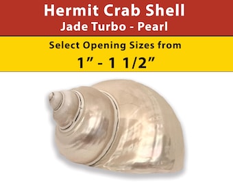 Hermit Crab Shell - Jade Turbo - Pearl - Select Opening Sizes from 1 1/4" - 2 1/4"