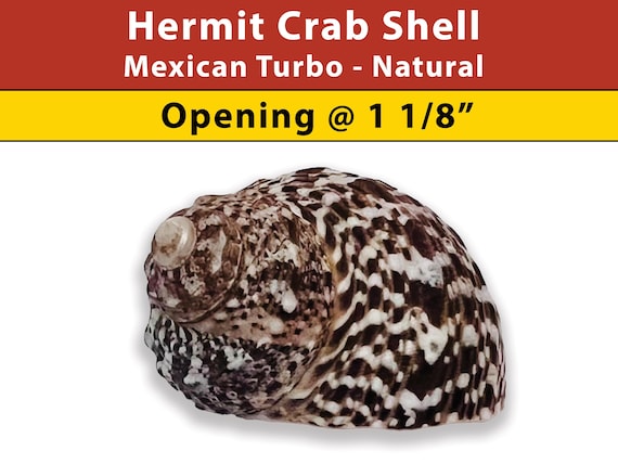 Hermit Crab Shell - Mexican Turbo - Natural - Opening Size 1 1/8" - (See our Etsy shop SECTIONS for more sizes)