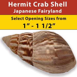 Puede incluir: Una concha de cangrejo ermitaño marrón y blanca con una abertura de 2,5 cm a 3,8 cm. La concha es rayada y tiene una superficie texturizada. Concha de cangrejo ermitaño, Japanese Fairyland.
