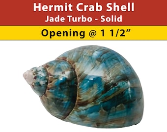 Hermit Crab Shell - Jade Turbo - Solid - Opening Size 1 1/2" - (See our Etsy shop SECTIONS for more sizes)