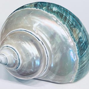 May include: A large, pearlescent seashell with a spiral shape. The shell features a gradient of colors, transitioning from a light, iridescent white to a deep teal along the edges. Dark blue lines accent the spiral ridges.