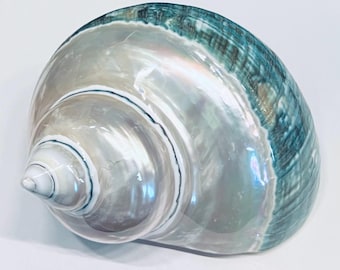 Pearl-Top Jade Turbo Shell - Jumbo Hermit Crab Turbo Shell