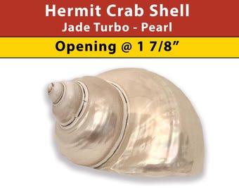 Hermit Crab Shell - Jade Turbo - Pearl - Opening Size 1 7/8" - (See our Etsy shop SECTIONS for more sizes)