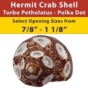 Hermit Crab Shell - Turbo Petholatus - Polka Dot - Select Opening Sizes 7/8 - 1 1/8"
