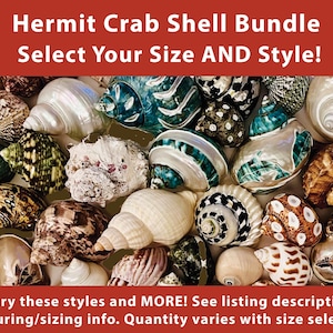 Hermit Crab Shells Bundle - Select Your Style AND Size