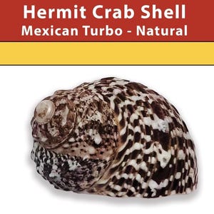 May include: A natural Mexican Turbo hermit crab shell featuring a spiral shape with a mottled pattern of dark brown, black, and white spots. The text Hermit Crab Shell Mexican Turbo - Natural is displayed in white font against a red and yellow background.