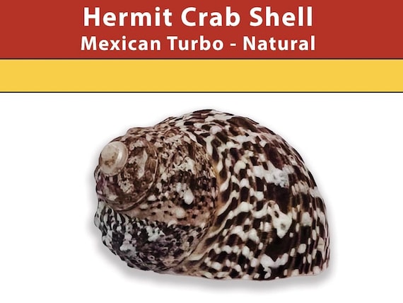 Hermit Crab Shell - Mexican Turbo - Natural - Opening Size 1" - (See our Etsy shop SECTIONS for more sizes)