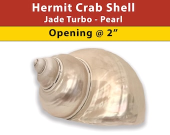 Hermit Crab Shell - Jade Turbo - Pearl - Opening Size 2" - (See our Etsy shop SECTIONS for more sizes)