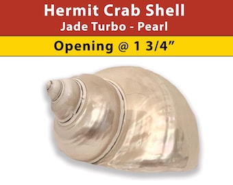 Hermit Crab Shell - Jade Turbo - Pearl - Opening Size 1 3/4" - (See our Etsy shop SECTIONS for more sizes)