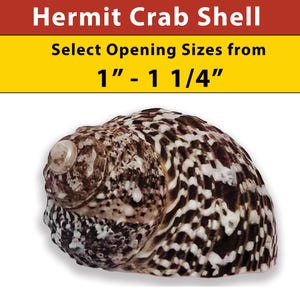 Hermit Crab Shell - Mexican Turbo - Natural - Select Opening Sizes from 1" - 1 1/4"