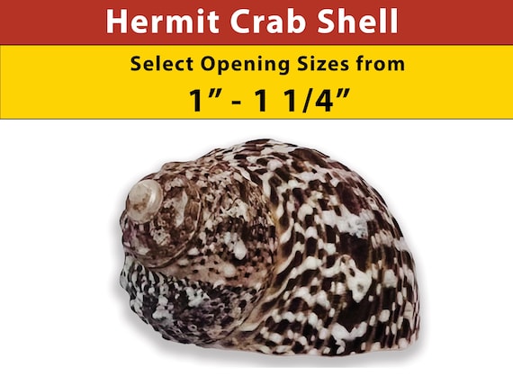 Hermit Crab Shell - Mexican Turbo - Natural - Select Opening Sizes from 1" - 1 1/4"