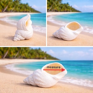May include: Three images of a white seashell on a sandy beach with a tropical ocean backdrop. The shell is a spiral shape with a smooth, textured surface. The word "measure" is written on the image with an arrow pointing to the shell.