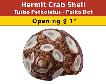 Hermit Crab Shell - Turbo Petholatus - Polka Dot - Opening Size 1" - (See our Etsy shop SECTIONS for more sizes)