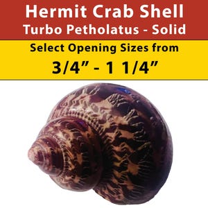 Hermit Crab Shell - Turbo Petholatus - Solid - Opening Sizes from 3/4" - 1 1/4"