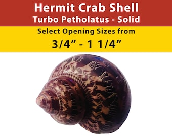 Hermit Crab Shell - Turbo Petholatus - Solid - Opening Sizes from 3/4" - 1 1/4"